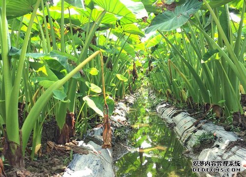 芋头上市的时间，背景、历程、地位及上市时间解析