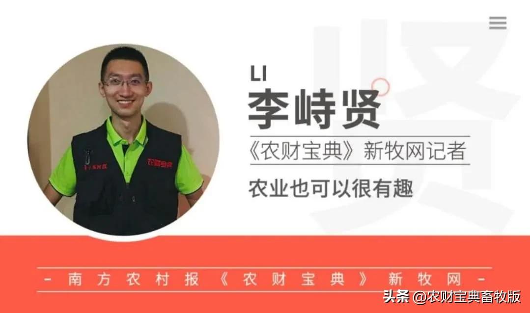 种猪市场行情分析与展望，市场走势深度解读及未来展望