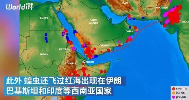 印度沙蝗最新动态，科技助力生态重塑，智能守护绿洲
